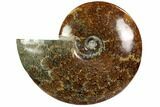 Polished, Agatized Ammonite (Cleoniceras) - Madagascar #102600-1